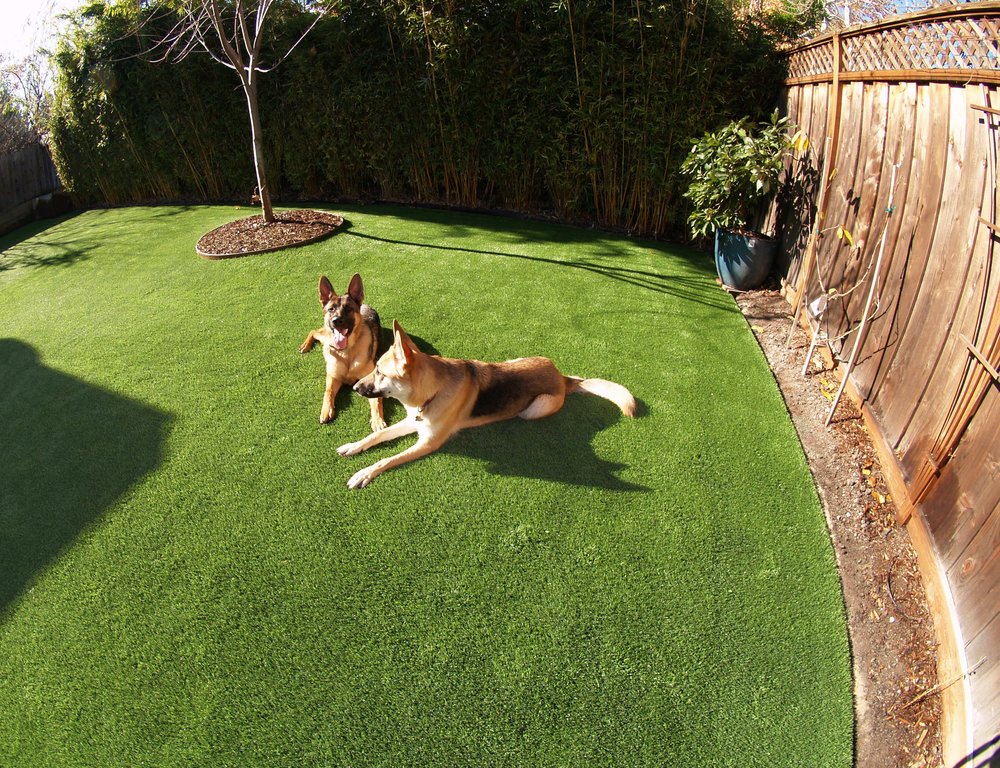 Artificial Grass for Dogs